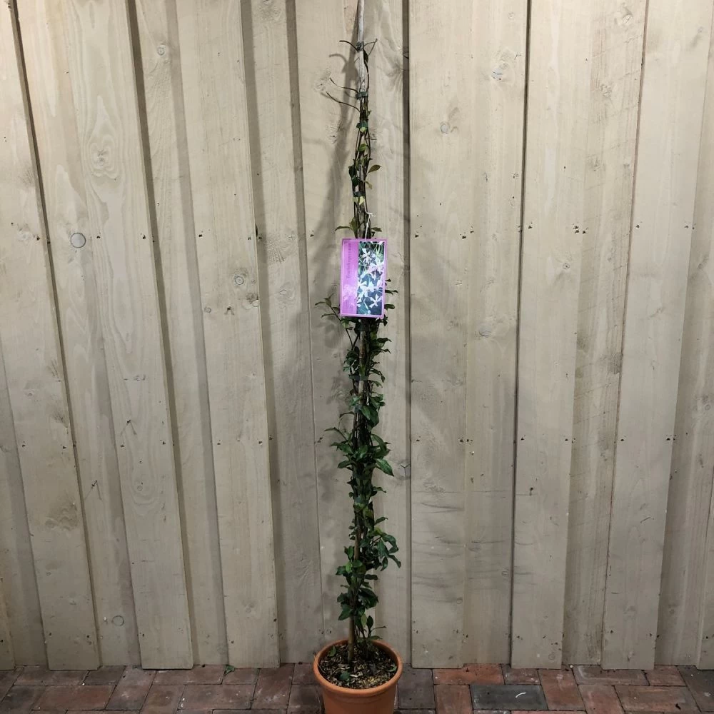 Trachelospermum Asiaticum 'Pink Showers' Climber 1.5m Tall (IT) 3 Trachelospermum Asiaticum 'Pink Showers' Climber 1.5m Tall (IT)