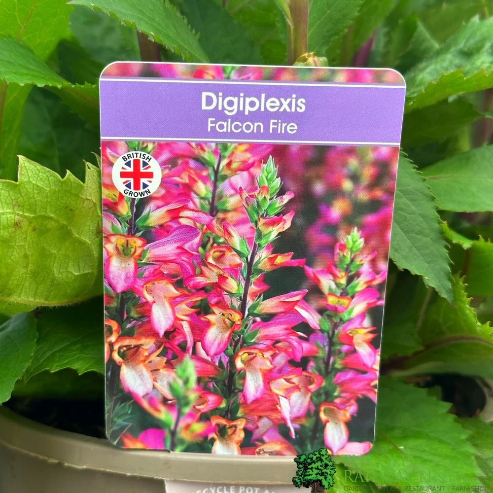 Digiplexis 'Falcon Fire' 3Ltr Pot 3 Digiplexis 'Falcon Fire' 3Ltr Pot
