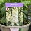 Delphinium 'Delgenius Neva' 3Ltr Pot