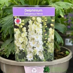 Delphinium 'Delgenius Neva' 3Ltr Pot
