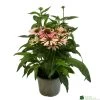 Echinacea 'Pollynation Orange Red' 3Ltr Pot