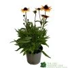 Echnacea 'Parrot' 3Ltr Pot 2 Echnacea 'Parrot' 3Ltr Pot -Green Garden Shop 5021768183823