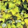 Physocarpus Opulifolius 'Angel Gold' Ninebark Plant 3Ltr Pot -Green Garden Shop 5023242188591 2