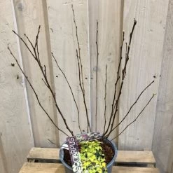 Physocarpus Opulifolius 'Angel Gold' Ninebark Plant 3Ltr Pot -Green Garden Shop 5023242188591