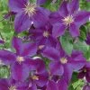 Clematis 'Star Of India' Climber 3 Ltr Pot 1 Clematis 'Star Of India' Climber 3 Ltr Pot -Green Garden Shop 5025338001418