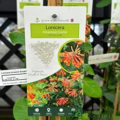 Lonicera 'Dropmore Scarlet' Honeysuckle Plant 3Ltr Pot