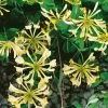 Honeysuckle 'Graham Thomas' Lonicera Japonica Climber 3Ltr Pot -Green Garden Shop 5025338003153