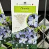 Clematis 'Blue Angel' Climber 2Ltr Pot 2 Clematis 'Blue Angel' Climber 2Ltr Pot -Green Garden Shop 5025338003320 5a7d9f48 6ddb 4513 90d6 50759181d114