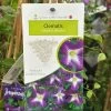 Clematis 'Little Bas' Climber 3Ltr Pot 1 Clematis 'Little Bas' Climber 3Ltr Pot -Green Garden Shop 5025338005324