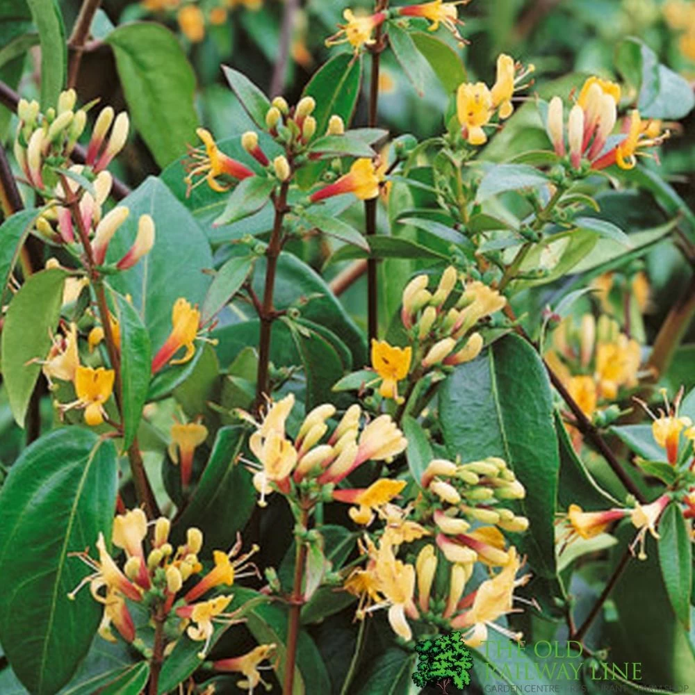 Lonicera Japonica 'Copper Beauty' 3Ltr Pot 3 Lonicera Japonica 'Copper Beauty' 3Ltr Pot