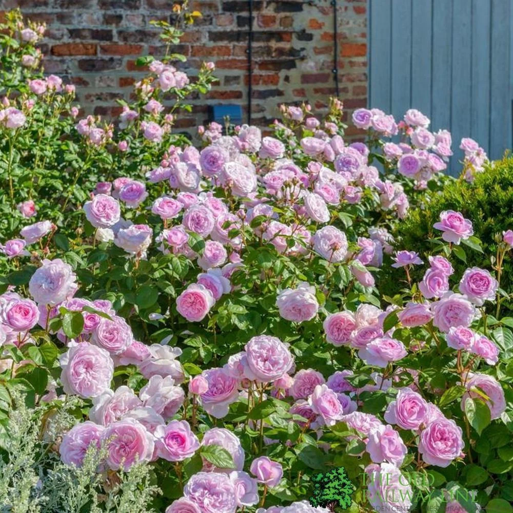 David Austin 'Olivia Rose Austin' Mid Pink English Rose 6Ltr Pot 4 David Austin 'Olivia Rose Austin' Mid Pink English Rose 6Ltr Pot - Image 2