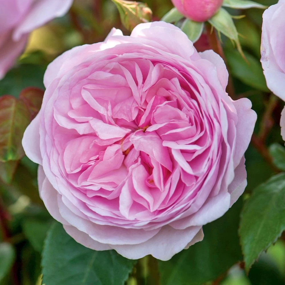 David Austin 'Olivia Rose Austin' Mid Pink English Rose 6Ltr Pot 3 David Austin 'Olivia Rose Austin' Mid Pink English Rose 6Ltr Pot