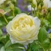 David Austin 'Vanessa Bell' Pale Yellow English Rose 6Ltr Pot -Green Garden Shop 5031825021753 f0766a4e 6721 4a00 b03c b80fec0bfd2d