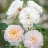 David Austin 'Emily Brontë' Pink English Rose 6Ltr Pot -Green Garden Shop 5031825021869