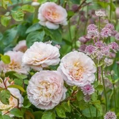 David Austin 'Emily Brontë' Pink English Rose 6Ltr Pot -Green Garden Shop 5031825021869 3 9b7506c8 1c1e 4c44 9a3b 79c60ca6b933