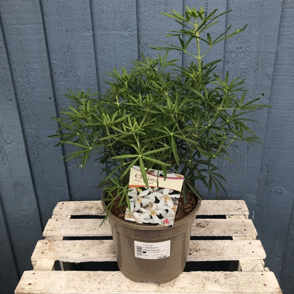 Choisya ? Dewitteana 'White Dazzler' Mexican Orange Plant 3Ltr Pot 3 Choisya ? Dewitteana 'White Dazzler' Mexican Orange Plant 3Ltr Pot