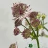 Astrantia 'Star Of Beauty' 2Ltr Pot 2 Astrantia 'Star Of Beauty' 2Ltr Pot -Green Garden Shop 5050704149791 08debb63 f961 43cd a471 624d5a3604b2