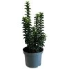 Euonymus Japonicus 'Green Rocket' 3Ltr Pot (NL) -Green Garden Shop 5050704256734
