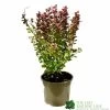 Berberis 'Orange Rocket' Japanese Barberry Plant 3 Ltr Pot -Green Garden Shop 5050704285062