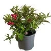 Weigela 'All Summer Red' Plant 3Ltr Pot -Green Garden Shop 5050704374100