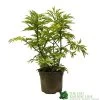 Sambucus Nigra 'Golden Tower' Elder Tree 3Ltr Pot 2 Sambucus Nigra 'Golden Tower' Elder Tree 3Ltr Pot -Green Garden Shop 5050704583229