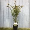 Taxus Baccata Common Yew Plant 2 Ltr -Green Garden Shop 5050704602722