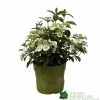 Hydrangea 'Runaway Bride' Plant 3Ltr Pot -Green Garden Shop 5050704637069 90834b77 23de 4095 8358 3af3053ca686