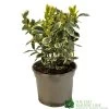 Euonymus Japonicus 'Bravo' 3Ltr Pot 1 Euonymus Japonicus 'Bravo' 3Ltr Pot -Green Garden Shop 5050704640649