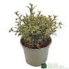 Coprosma 'Fireburst' 3Ltr Pot 2 Coprosma 'Fireburst' 3Ltr Pot -Green Garden Shop 5050704641356 3416d161 1c98 4e67 abed 106d55d30689