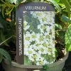 Viburnum 'Summer Snowflake' 3Ltr Pot -Green Garden Shop 5055028606586