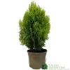 Platycladus Orientalis 'Aurea Nana' Conifer 3Ltr Pot -Green Garden Shop 5055028611450 39840ba5 80e2 4a2b bcc9 794210773027