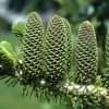 Abies Koreana Korean Fir Tree 7.5Ltr Pot -Green Garden Shop 5055028611719 714fc262 8522 42c9 8e56 6180b846159f