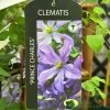Clematis 'Prince Charles' 2Ltr Pot -Green Garden Shop 5055028613928
