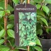 Parthenocissus 'Henryana' Chinese Virginia Creeper Climber 3Ltr Pot -Green Garden Shop 5055028617940