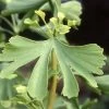 Ginkgo Biloba Maidenhair Tree 10Ltr Pot -Green Garden Shop 5055028630499 ade86239 5143 4316 b6c2 c20fa427ed81