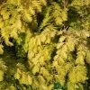 Metasequoia Glyptostroboides ‘Gold Rush’ Dawn Redwood 10Ltr Pot -Green Garden Shop 5055028640566 6c5300b2 fa5b 48d9 8b97 c63b05634055