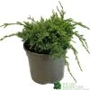 Juniper 'Holger' 3Ltr Pot -Green Garden Shop 5055028641969