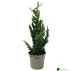 Chamaecyparis Lawsoniana 'Wisselii' 3Ltr Pot 2 Chamaecyparis Lawsoniana 'Wisselii' 3Ltr Pot -Green Garden Shop 5055028643017
