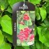Akebia 'Tifoliata' Chocolate Vine 3Ltr Pot -Green Garden Shop 5055028643710