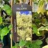 Fallopia 'Baldschuanica' Russian Vine Climber 3Ltr Pot -Green Garden Shop 5055028663237
