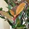 Photinia X Fraseri 'Little Red Robin' 3Ltr Pot (NL) -Green Garden Shop 5055286310355 3