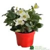 Hellebore Niger 'Chistmas Carol' Helleborus 2Ltr Red Pot -Green Garden Shop 5056461003697