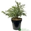 Eucalyptus Gunni 5Ltr Pot