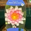 Water Lily Nymphaea Madame Wilfron Gonnere Pond Plant 3Ltr Pot 2 Water Lily Nymphaea Madame Wilfron Gonnere Pond Plant 3Ltr Pot -Green Garden Shop 755598910261