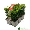 Buxus Sempervirens 6 Pack Of Plants -Green Garden Shop 8712044907956