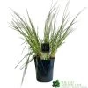 Pampas Grass 'Selloana Pumila' Cortaderia 23cm Pot -Green Garden Shop 8712756595342 f9fde825 fb9c 4de1 be88 853b6caf120a