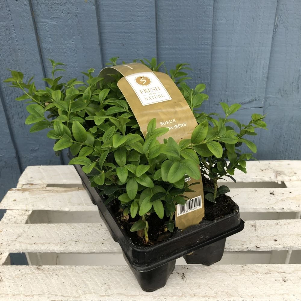 Buxus Six Pack Box Plants (NL) 3 Buxus Six Pack Box Plants (NL)