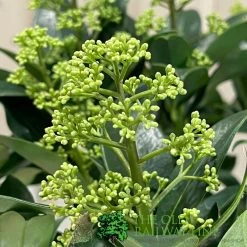 Skimmia Japonica 'Fragrant Cloud' 2Ltr Pot (NL) 6 Skimmia Japonica 'Fragrant Cloud' 2Ltr Pot (NL) -Green Garden Shop 8718985102719 3