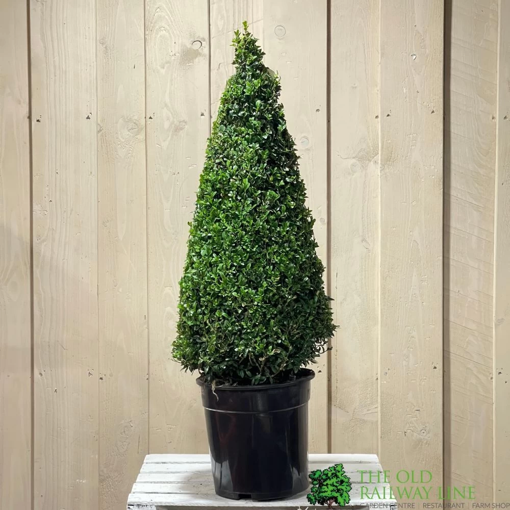 Buxus Cone Topiary Plant 7.5Ltr Pot (NL) 4 Buxus Cone Topiary Plant 7.5Ltr Pot (NL) - Image 2