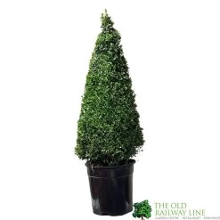 Buxus Pyramid Topiary Plant 22cm Pot